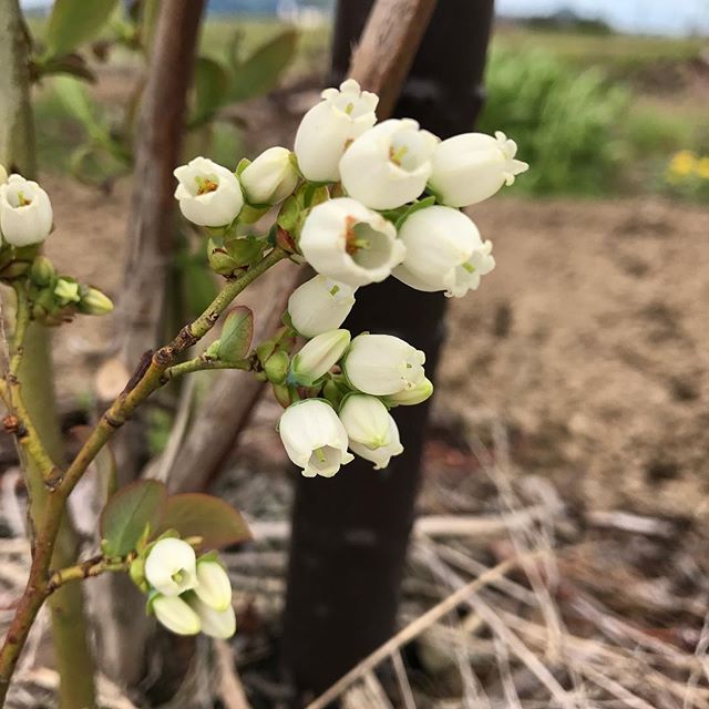 今年春のブルーベリーの花。来年から出荷したいけど、鳥よけのネットが高すぎて・・・・・#ブルーベリー #鳥よけ #大仙市 #森川農園