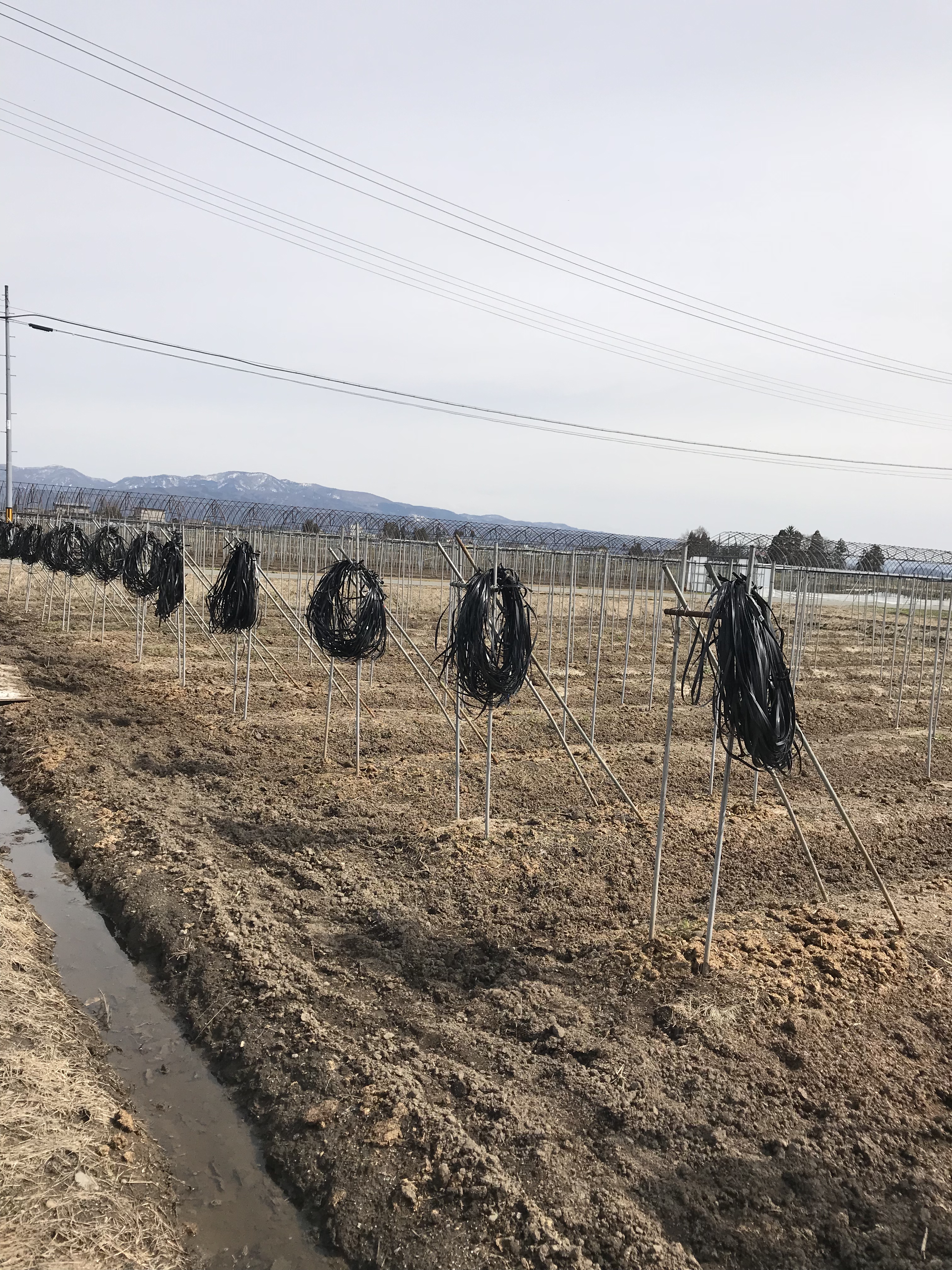 アスパラガスの支柱にロープを張る 農家めし 森川農園のオカン日記